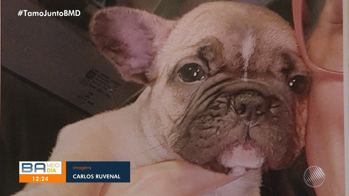Mulher denuncia golpe após vender filhotes de bulldog francês por R$ 8 mil; compradora fez 'depósito' com envelope vazio – Globo.com