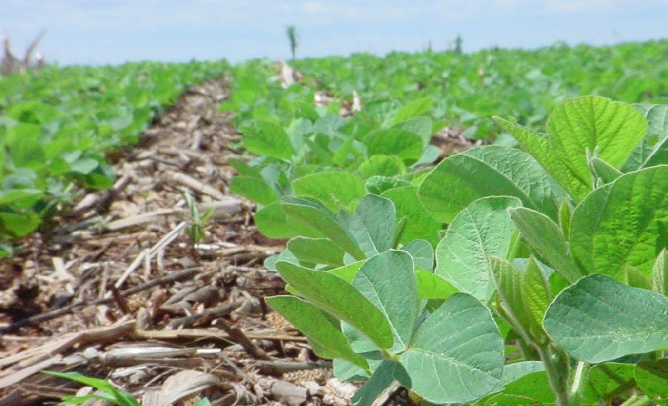 Empresa abre vagas de emprego para técnicos agrícolas no Oeste … – Agência Sertão