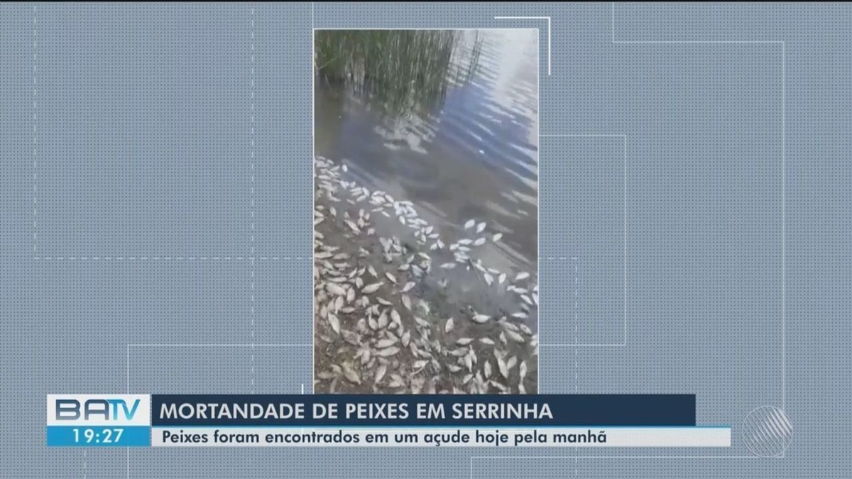Grande quantidade de peixes é encontrada morta às margens de açude em Serrinha – Globo